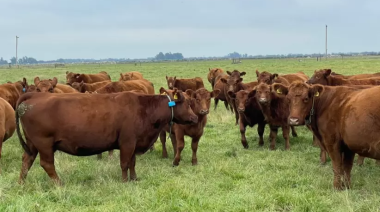 De Israel al campo argentino, el emprendedor que desarrolló una tecnología para rastrear vacas por bluetooth