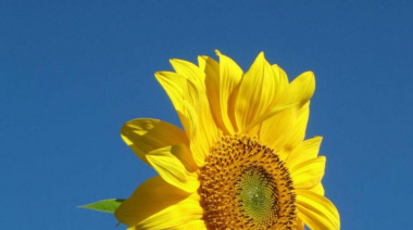 El girasol rinde más cuando se siembra en octubre