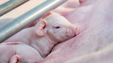 Carne de cerdo: importaciones, una receta cara y sin resultados
