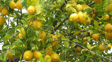 Argentina exportará limones frescos a Chile