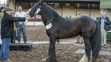 Gypsy Vanner, belleza y docilidad en una raza equina única en el Mercosur