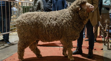 Una cabaña centenaria trajo sus ovinos merinos a la Expo Rural