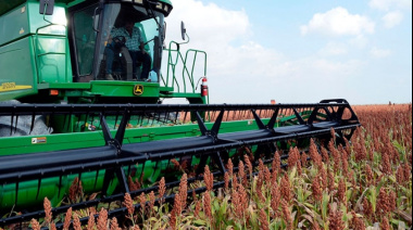 El sorgo se cosecha con buenos rindes y suben la estimación de producción
