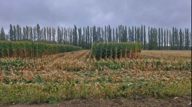 Un productor agrícola de la zona núcleo debutó en Río Negro con 125 quintales de maíz por hectárea