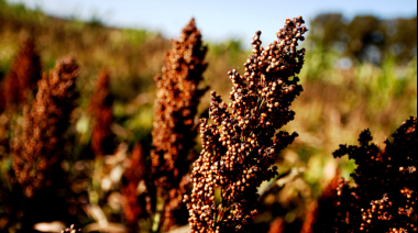 La producción de sorgo 2024/2025 creció 16% respecto a la campaña anterior