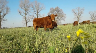 La suba de tasas le pone un manto de incertidumbre al repunte ganadero