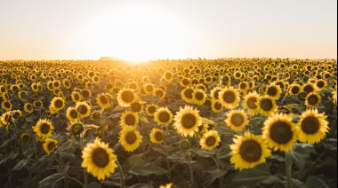 El nuevo amanecer del girasol: el Gobierno proyecta la mayor siembra en 25 años