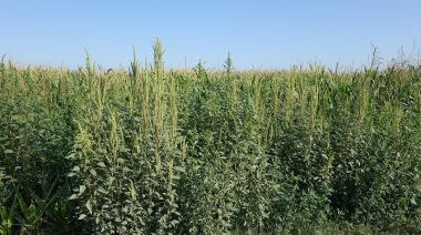 Tras años de siembra directa y resistencia a herbicidas, resurge la labranza ocasional: ¿aliada o parche?