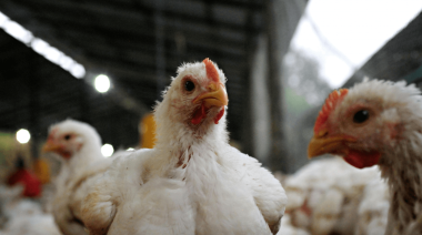 El Senasa aclara que el brote de influenza aviar de Entre Ríos está cerrado y controlado