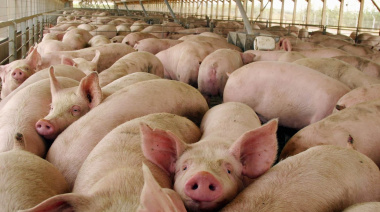 El sector porcino argentino gana competitividad y mira de nuevo a la exportación