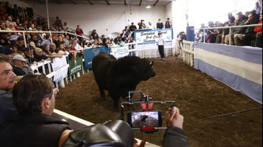 Conocé al toro que se vendió por $41 millones en la Expo de Conesa y fue récord
