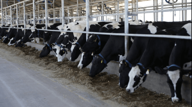 Maíz y subproductos de soja sin retenciones: productores de carnes, leche y huevos evalúan el impacto