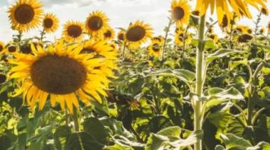 Siembra 2025/26: desde Córdoba confirman la recuperación del maíz y el “boom” del girasol