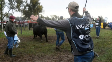 Néstor Aldazábal, otra vez Gran Campeón Angus en Villa Bordeu; también lo consiguió en Corriedale