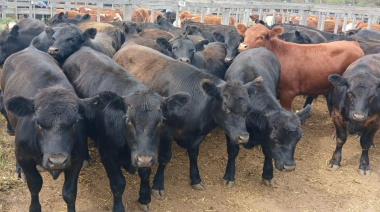 FERIA DE BAHÍA BLANCA – REMATE DEL 9 DE OCTUBRE DE 2025
