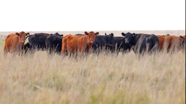 Se aprobaron créditos valor producto para ganadería por $3.500 millones para incrementar el stock bovino nacional