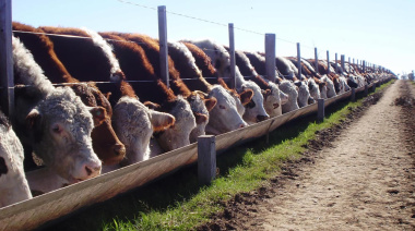 Feedlot: el encierre tuvo una nueva caída del 2% y el consumo supera la exportación