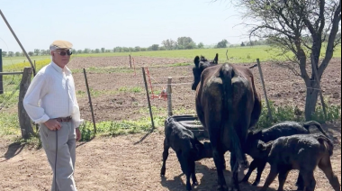 Sorpresa para productor de Alpachiri, La Pampa: hembra Aberdeen Angus parió trillizas