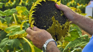 La siembra de girasol avanzó en el sur