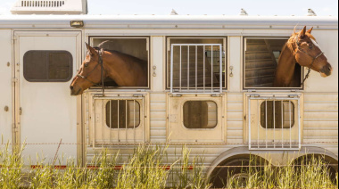 Nuevas reglas para la importación de equinos: más control, trazabilidad y eficiencia logística