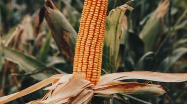 El turno del maíz tardío: las claves, zona por zona, para aprovechar el agua y expandir los rindes