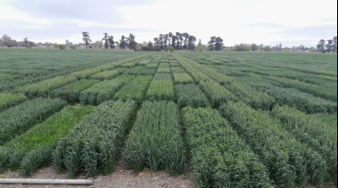 Los ensayos del INTA Marcos Juárez anticipan rindes históricos, que podrían incluso duplicar a los promedios. Según datos oficiales, la cosecha muestra el avance más rápido de la historia.