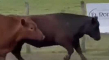 Por escasez y fuerte demanda, el precio del novillo marca récord histórico