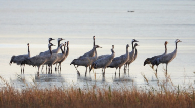 Se viene volando: En Europa refuerzan controles por avance de gripe aviar
