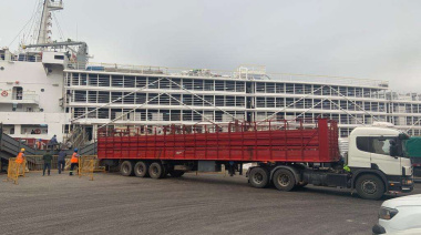 Fin de la odisea: barco uruguayo con animales desembarcó en Libia