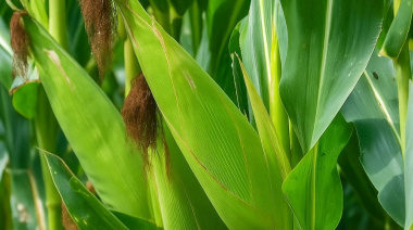 Cierre de siembra de girasol 2025/26