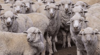 Sarna ovina: el SENASA declaró la alerta sanitaria en algunos departamentos de Chubut