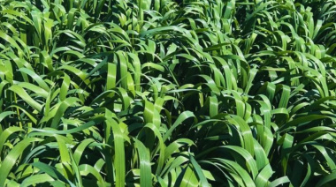 El Inta desarrolló una avena de mayor producción, sanidad y ciclo extendido