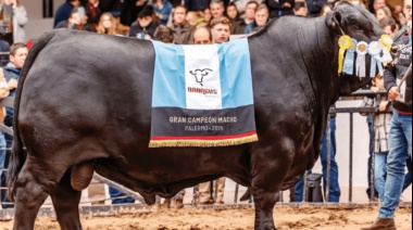 Un “Morocho” campeón mundial: el mejor toro Brangus del Planeta es argentino