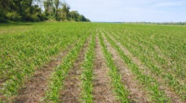 Siembra “línea a línea”: la tecnología que ahorra hasta 10% de semillas y eleva hasta 18% los rindes