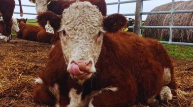 Toritos Hereford: presentan el primer estudio que vincula eficiencia y producción