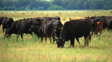 El precio de los terneros promedió más de $5.700