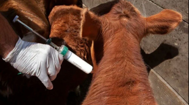 Senasa confirmó el calendario de vacunación contra aftosa y brucelosis, y promete un ahorro en aplicaciones