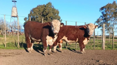 Hereford incorpora mediciones de eficiencia alimenticia y emisiones en la evaluación de toros