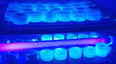 Maíz: identifican genes que ayudan a resistir enfermedades de la espiga