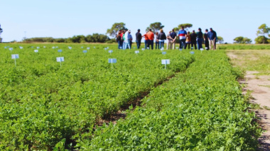 Alfalfa: nuevas variedades para distintos desafíos ganaderos