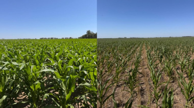 Reporte Agrícola Quincenal / 2da Quincena. Enero 2026