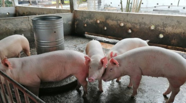 Recomiendan consumir más carne de cerdo