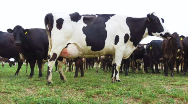 El escenario tributario que los tamberos argentinos necesitan cambiar