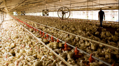 La crisis en la industria avícola es recurrente y amenaza el entramado producitvo