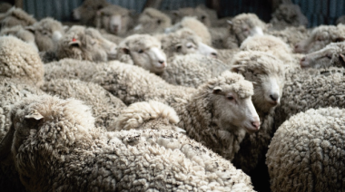 Economías regionales: En 2025 solo cuatro de 19 actividades cerraron en verde