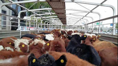 La faena bovina arrancó el año con una caída del 10%