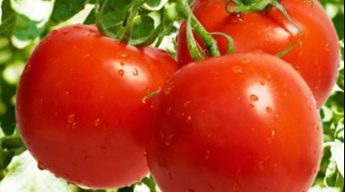 En una campaña “rara”, el tomate busca tomar color: se derrumbó la siembra, pero la cosecha tiene buena calidad