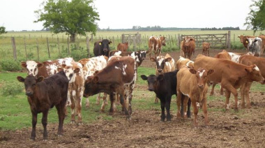 El rol del bovino criollo en la ganadería nacional