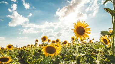 El girasol trae “una oportunidad única para el productor”