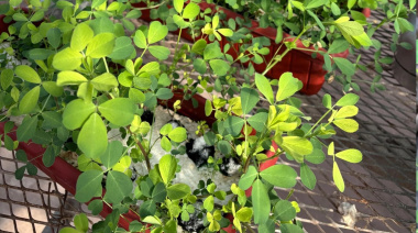 Logran alfalfas más tolerantes al anegamiento con selección genética